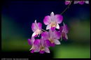 showy dendrobium